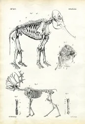 Elefante, 1863-79
